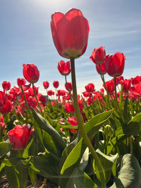 From Lisse: Flower Bike Tour Along Keukenhof Small Group - Important Information