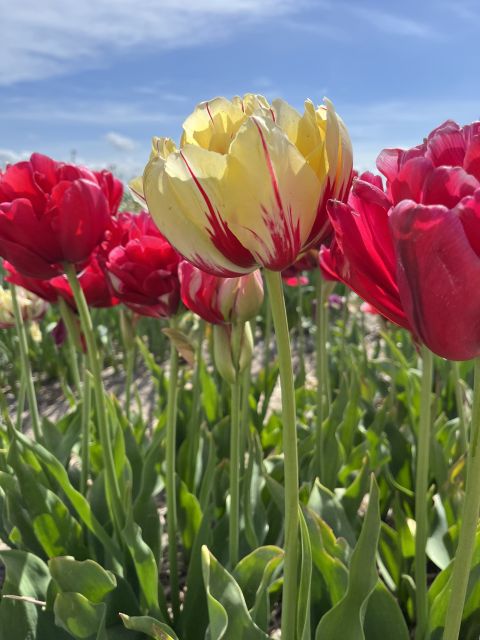 From Lisse: Landrover Tour Along Keukenhof & Flower Fields - Key Points
