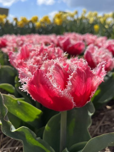 From Lisse: Landrover Tour Along Keukenhof & Flower Fields - Picturesque Dutch Countryside & Flower Fields