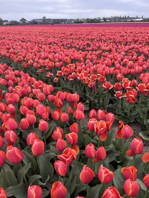 From Lisse: Landrover Tour Along Keukenhof & Flower Fields - TulipFarm Show Gardens