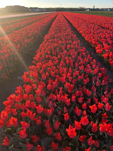 From Lisse: Landrover Tour Along Keukenhof & Flower Fields - Lisserpool Mill Photo Opportunities