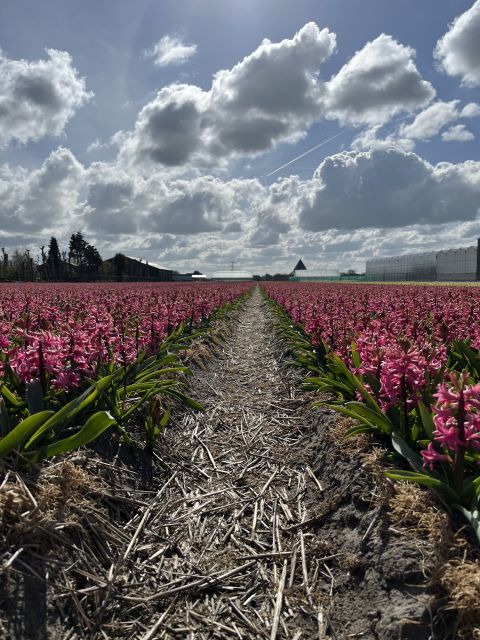 From Lisse: Landrover Tour Along Keukenhof & Flower Fields - Keukenhof Castle and Gardens