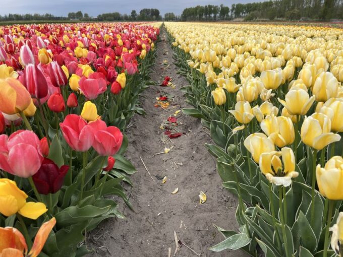 From Lisse: Landrover Tour Along Keukenhof & Flower Fields - Participant Requirements and Restrictions