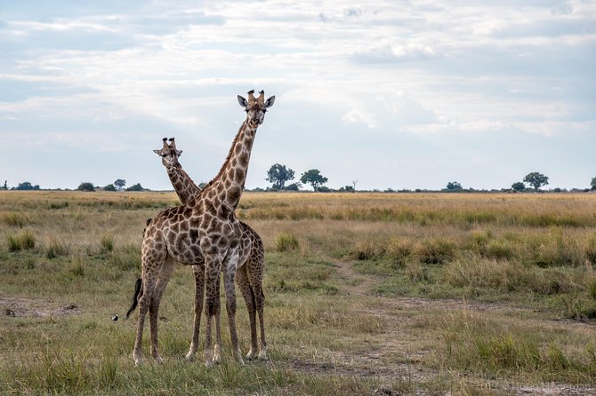 From Livingstone, Victoria Falls or Kasane - Chobe Day Tour - Chobe River Cruise Experience