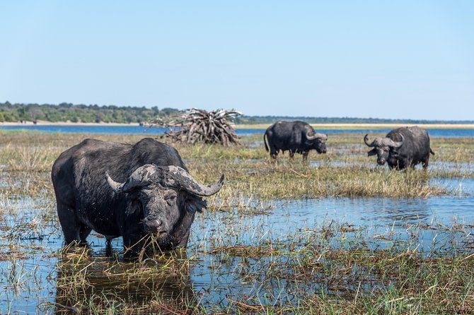 From Livingstone, Victoria Falls or Kasane - Chobe Day Tour - Riverside Safari Lodge Lunch