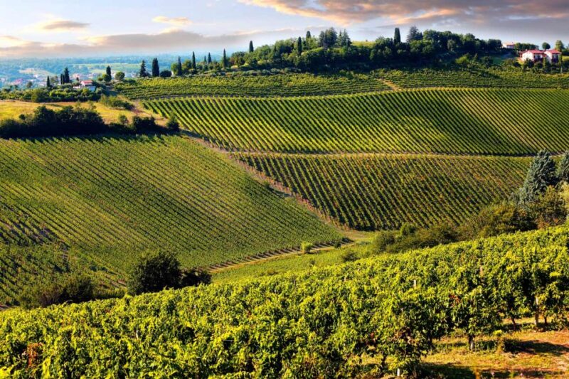 From Livorno: Siena, San Gimignano & Chianti Wine Excursions - Key Points