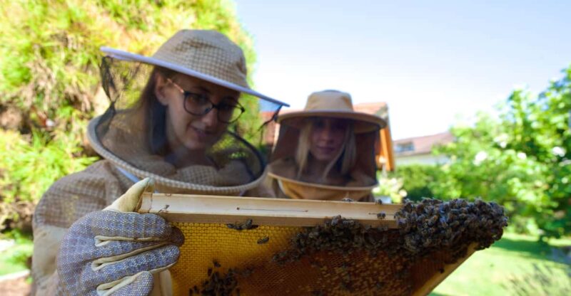 From Ljubljana: All About Bees - Activities and Highlights