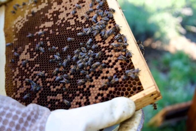 From Ljubljana: All About Bees - Meet the Beekeepers
