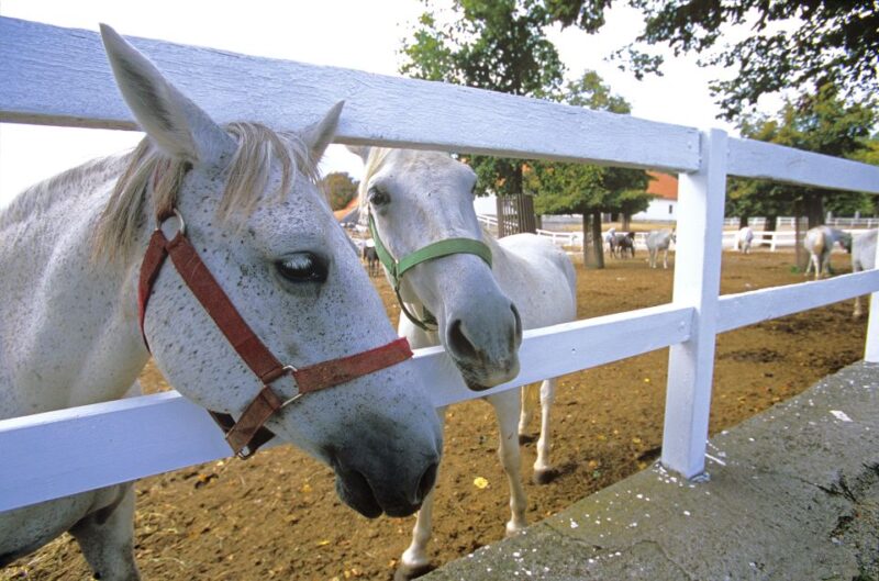 From Ljubljana: Lipica Stud Farm and Piran Full-Day Tour - Pickup Locations