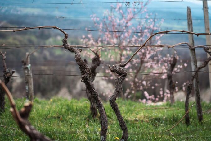 From Ljubljana: Vipava Valley Wine Express Tour - Winemaking Traditions in Vipava Valley