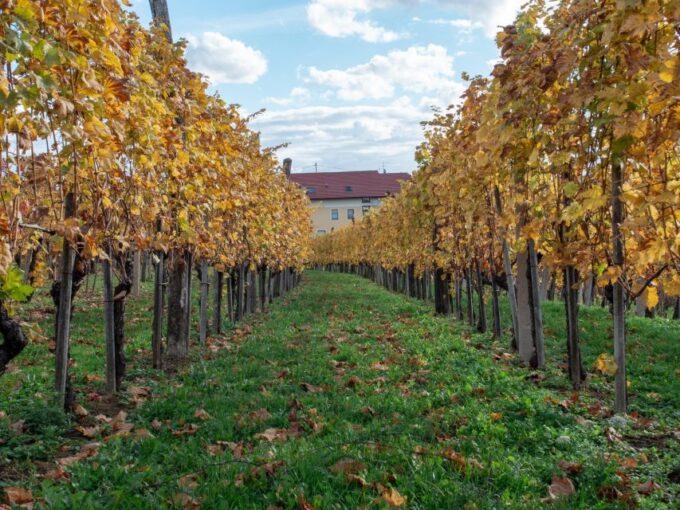 From Ljubljana: Vipava Valley Wine Express Tour - Sustainability and Purity in Winemaking