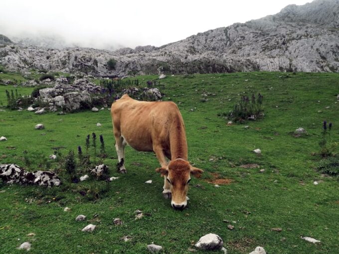 From Llanes: Lakes of Covadonga Guided Day Trip - About the Destination