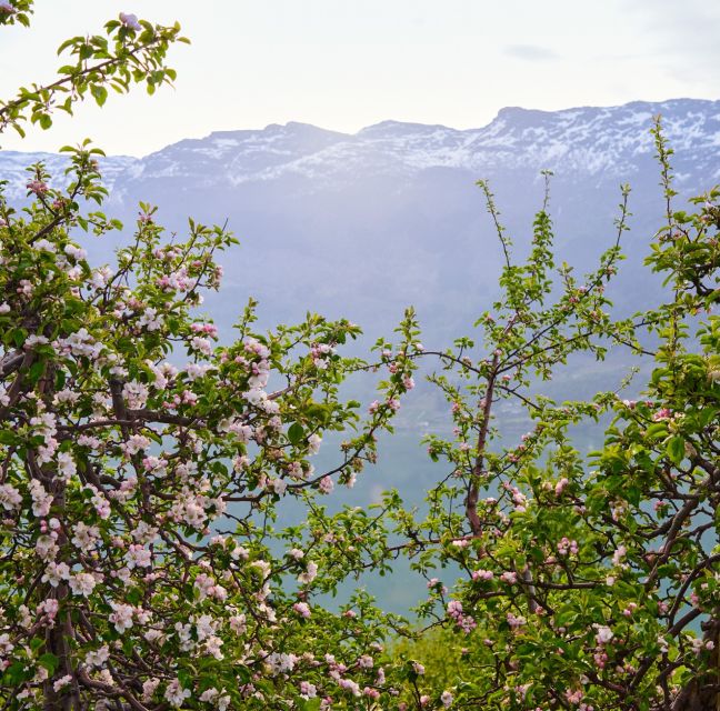 From Lofthus: Hardangerfjord Sightseeing Cruise - Pricing and Booking