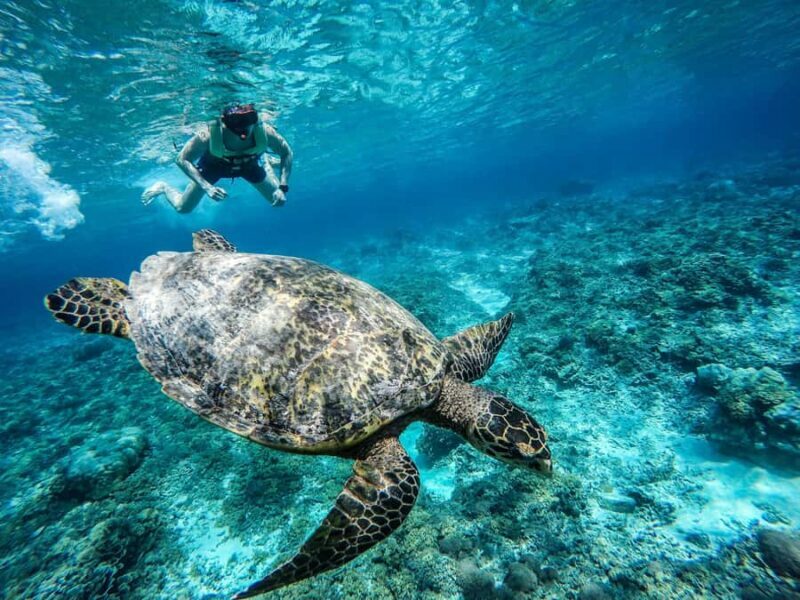 From Lombok: Gili Islands Snorkeling Day Trip - Key Points