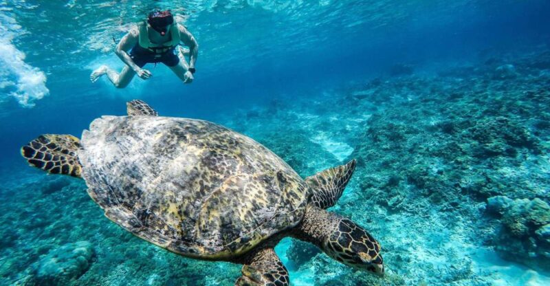 From Lombok: Gili Islands Snorkeling Day Trip - Key Points
