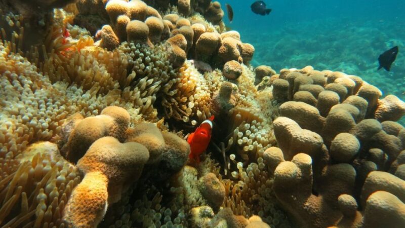 From Lombok: Southern Gilis Private Snorkelling Day Trip - Inclusions and Exclusions
