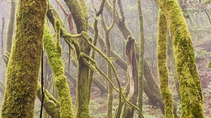 From Los Cristianos: La Gomera Island Full-Day Trip - Booking and Pickup Details