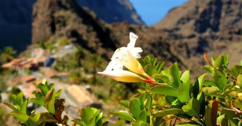 From Los Gigantes: Masca Canyon Hike With Water Taxi Return - Key Points