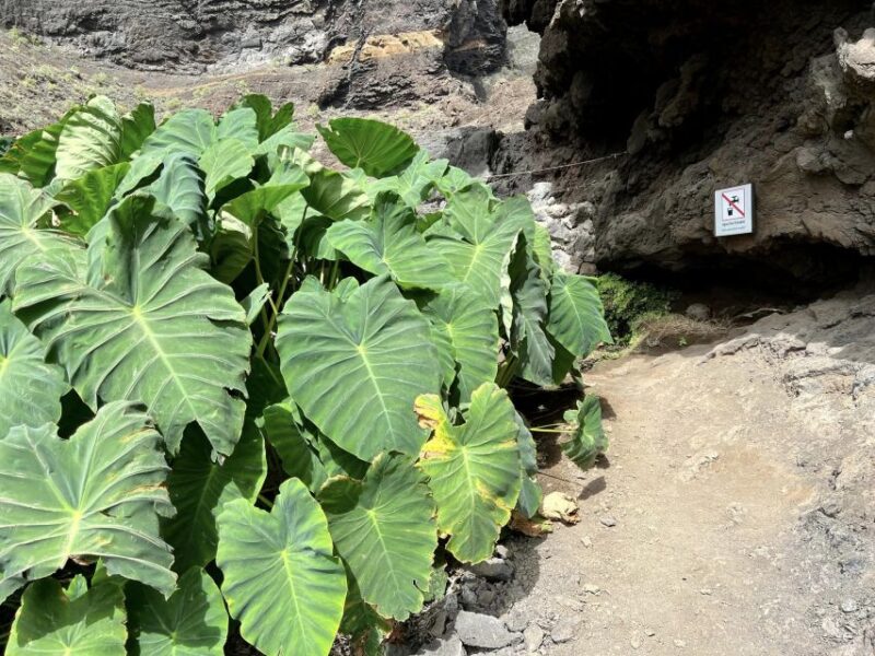 From Los Gigantes: Masca Canyon Hike With Water Taxi Return - Hiking Trail Highlights