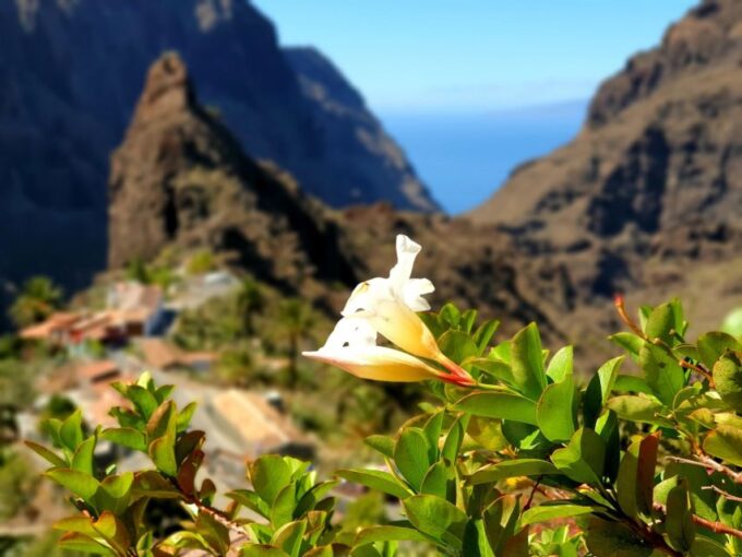 From Los Gigantes: Masca Canyon Hike With Water Taxi Return - Booking and Cancellation