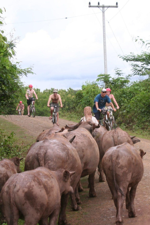 From Luang Prabang: Guided Mountain Bike Tour With Lunch - Key Points