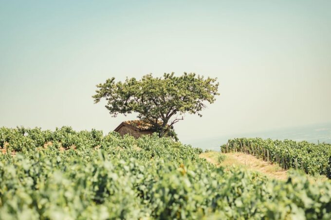 From Lyon : Beaujolais Private Day Tour by Vintage Defender - Important Information