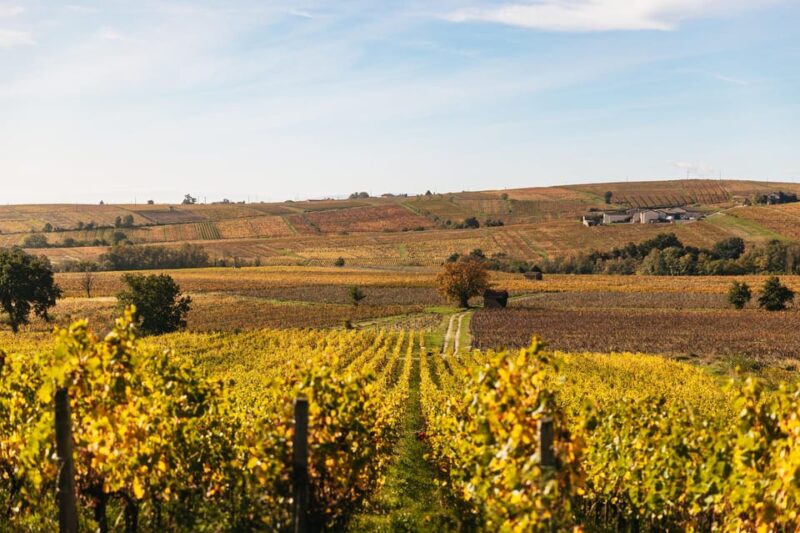 From Lyon: Beaujolais Region Wine Tour With Tastings - Key Points