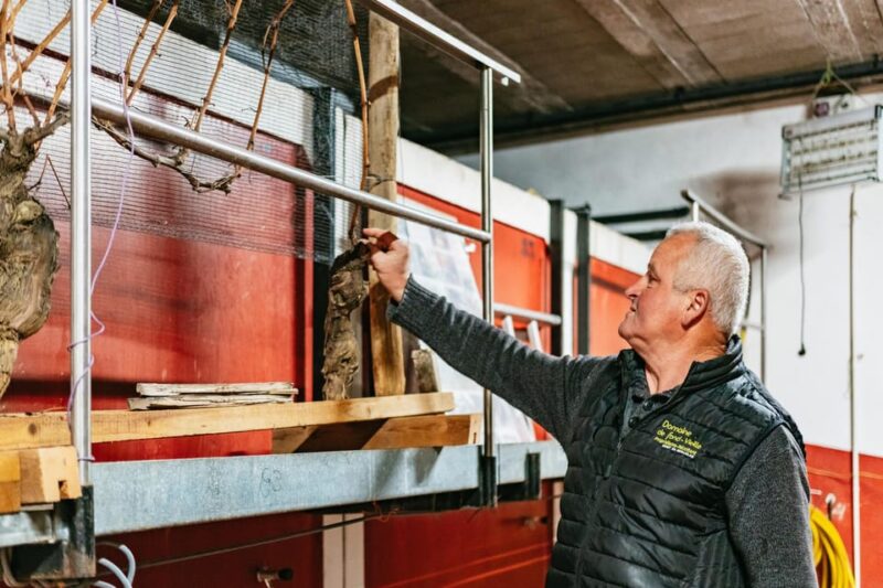 From Lyon: Beaujolais Wine Tasting Day Tour - Wine Tasting Experience