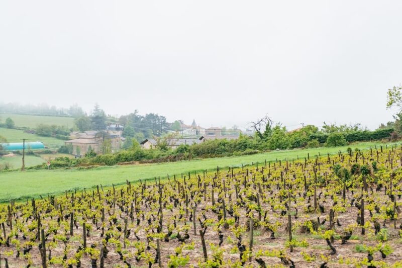 From Lyon: Beaujolais Wine Tasting Day Tour - Picturesque Villages of Beaujolais