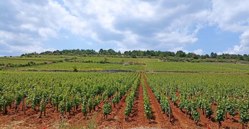 From Lyon: Guided Beaujolais Tour With Wine Tasting - Experience Highlights