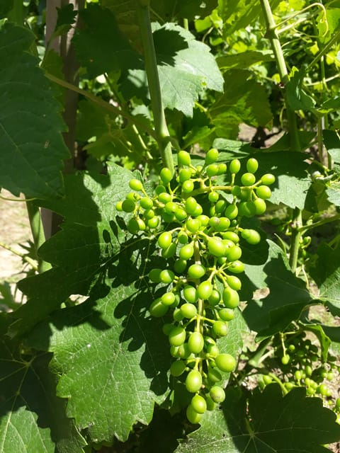 From Lyon: Guided Beaujolais Tour With Wine Tasting - Exploring Beaujolais Vineyards