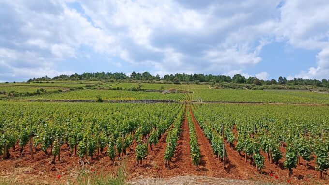 From Lyon: Guided Beaujolais Tour With Wine Tasting - Wine Tasting Opportunities