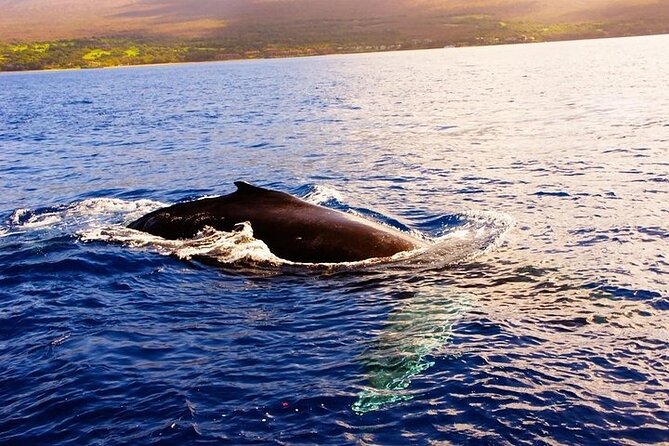 From Maalaea Harbor: Afternoon Whale Watch Cruise Aboard Calypso - Activity Duration and Conditions