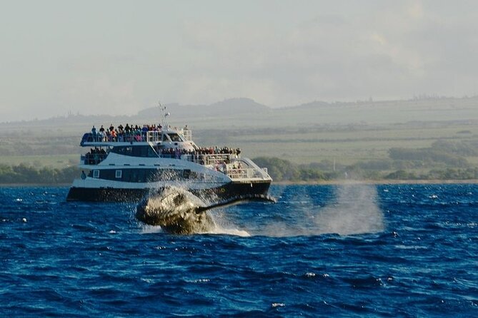 From Maalaea Harbor: Afternoon Whale Watch Cruise Aboard Calypso - Alcohol Policy for Passengers