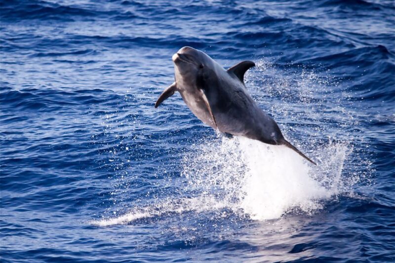 From Maalaea Harbor: Lanai Snorkel and Dolphin Adventure - Key Points