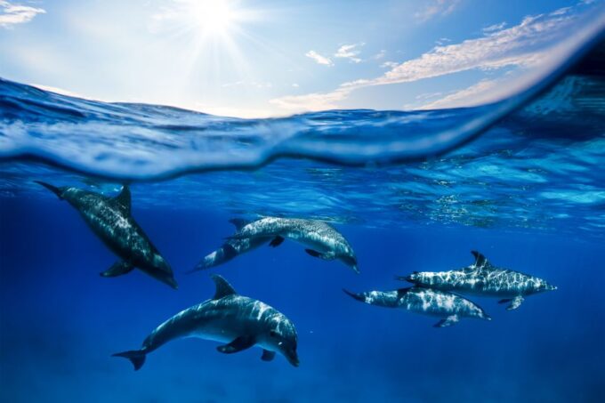 From Maalaea Harbor: Lanai Snorkel and Dolphin Adventure - Additional Rental Options