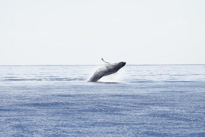From Maalaea Harbor: Sunset Whale Watch Tour Aboard the Malolo - Vessel and Amenities