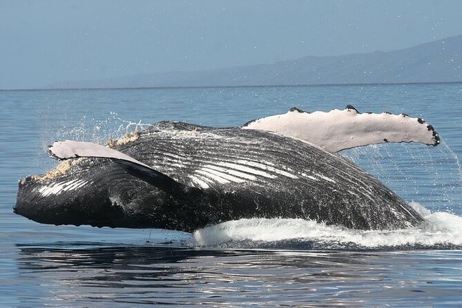 From Maalaea Harbor: Sunset Whale Watch Tour Aboard the Malolo - Whale Watching Highlights
