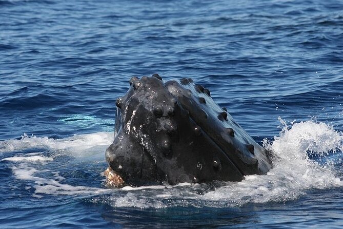 From Maalaea Harbor: Sunset Whale Watch Tour Aboard the Malolo - Crew and Interpretive Services