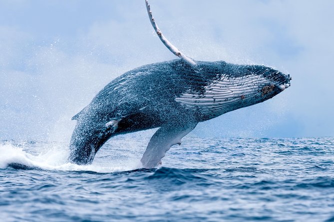 From Maalaea Harbor: Whale Watch Cruise Aboard the Malolo - Key Points