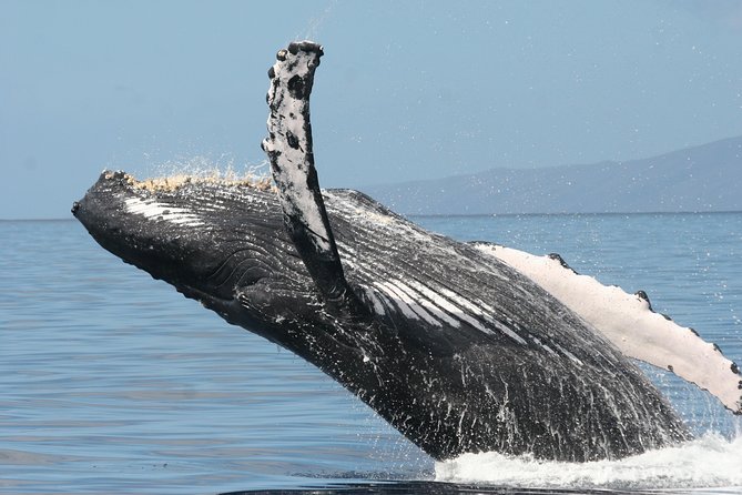 From Maalaea Harbor: Whale Watch Cruise Aboard the Malolo - Inclusions and Optional Rentals
