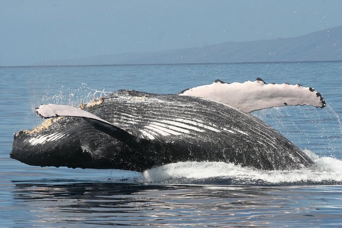 From Maalaea Harbor: Whale Watch Cruise Aboard the Malolo - Health and Safety Considerations