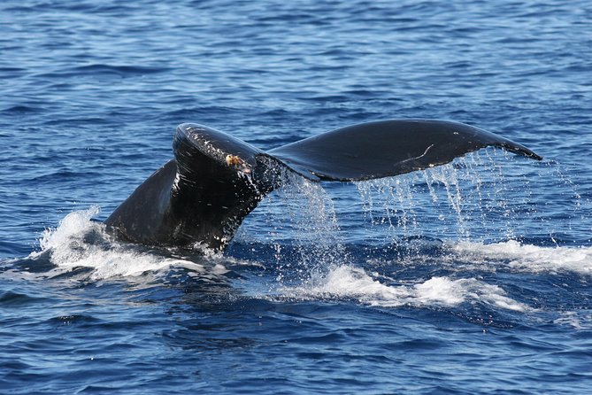 From Maalaea Harbor: Whale Watch Cruise Aboard the Malolo - Reviews and Feedback