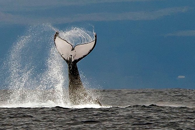 From Maalaea Harbor: Whale Watch Cruise Aboard the Malolo - Preparing for the Whale Watch Cruise