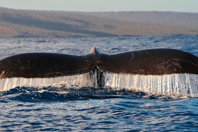 From Maalaea Harbor: Whale Watching Tours Aboard the Quicksilver - Onboard Amenities