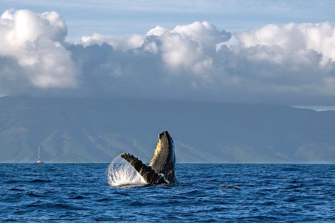 From Maalaea Harbor: Whale Watching Tours Aboard the Quicksilver - Hotel Pickup and Drop-off