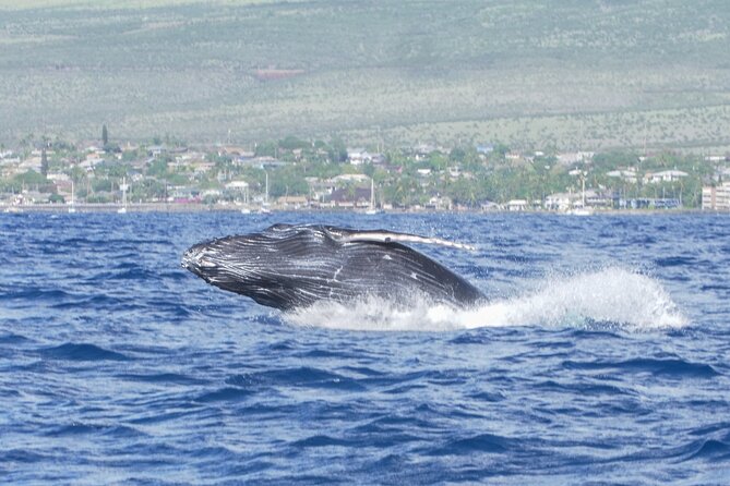 From Maalaea Harbor: Whale Watching Tours Aboard Winona Catamaran - Activity Details