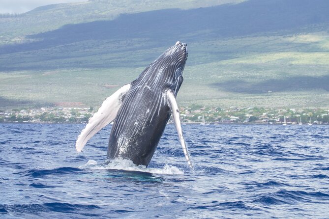 From Maalaea Harbor: Whale Watching Tours Aboard Winona Catamaran - Reviews