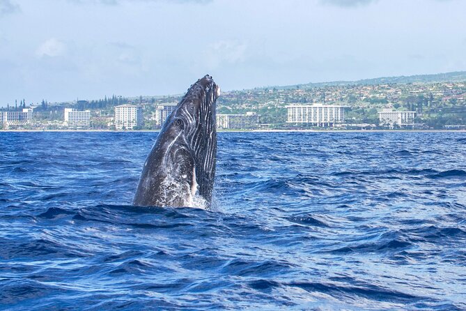 From Maalaea Harbor: Whale Watching Tours Aboard Winona Catamaran - Departure Location