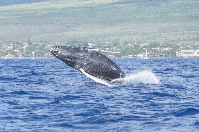 From Maalaea Harbor: Whale Watching Tours Aboard Winona Catamaran - Tour Duration